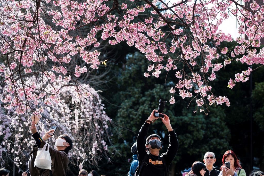 immagine La fioritura dei ciliegi in Giappone