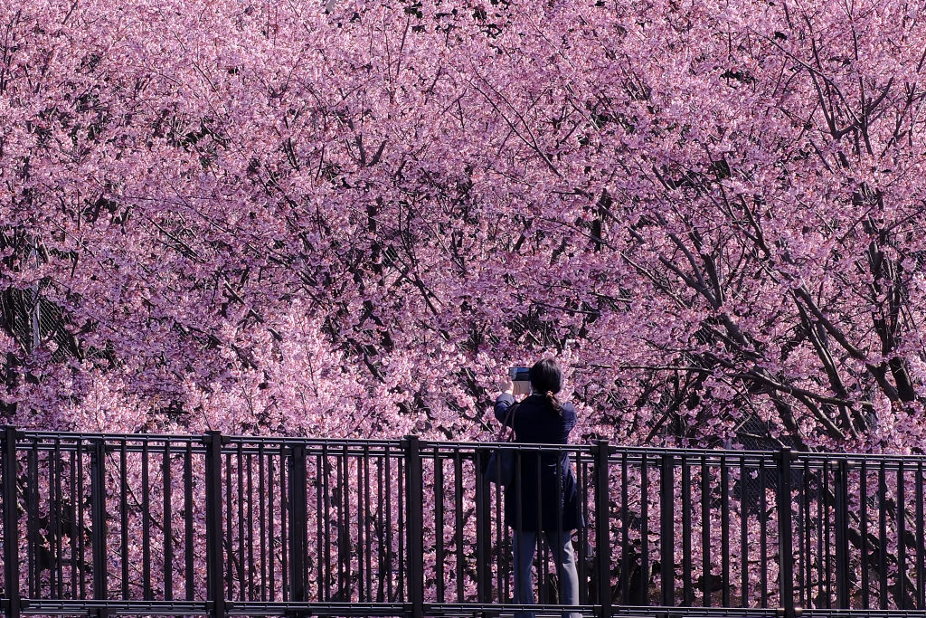 immagine La fioritura dei ciliegi in Giappone