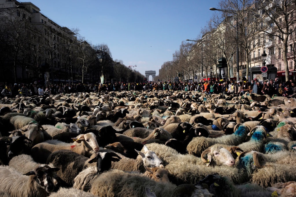 immagine La transumanza sugli Champs-Élysées