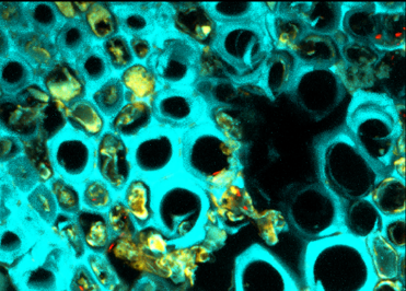 immagine La ricerca scientifica per combattere la Xylella