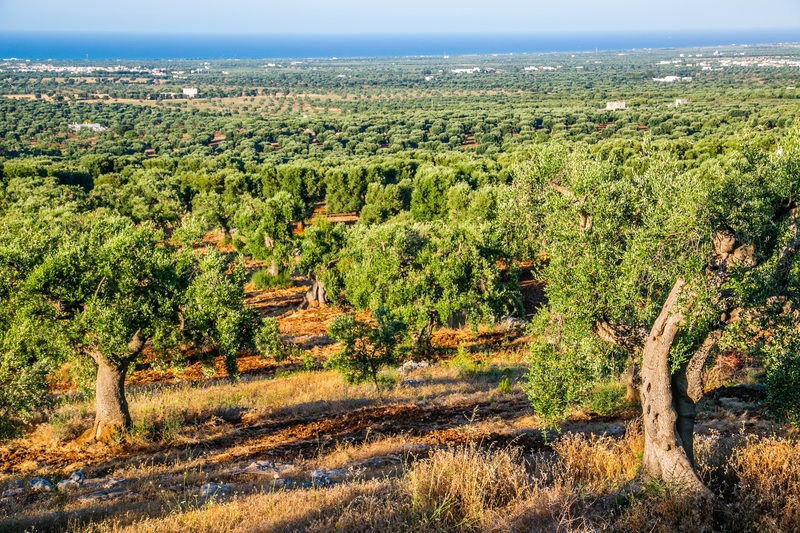 Uliveti in Puglia (Getty Images)