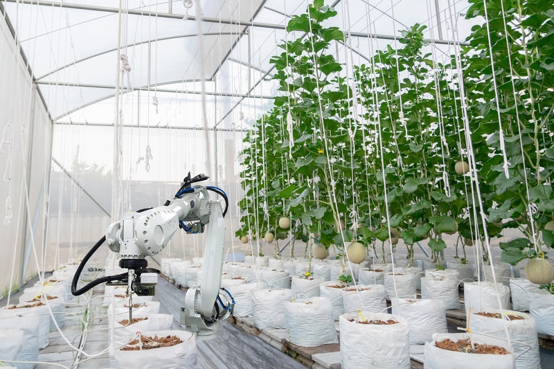 Un braccio robotico al lavoro in una serra (Getty Images)