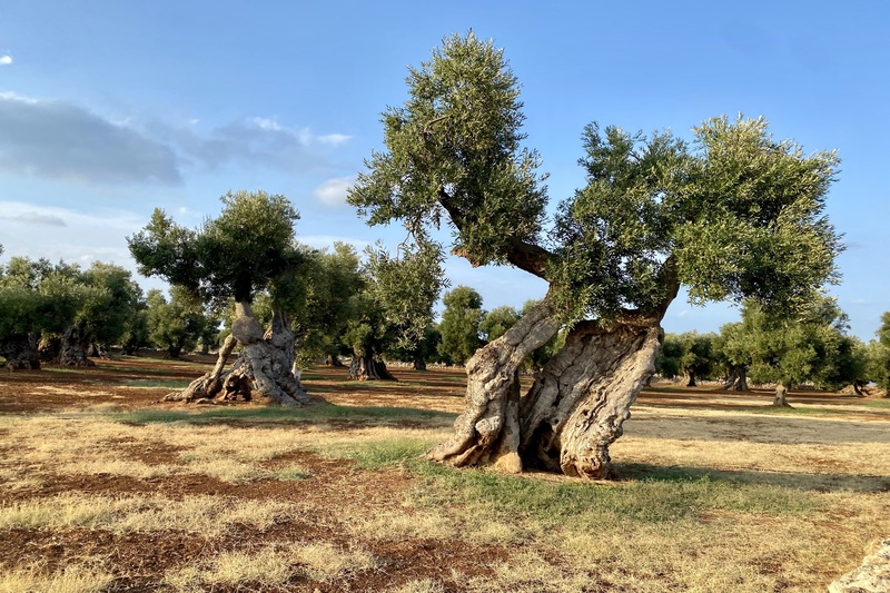 immagine Agritech: 40 progetti innovativi dall'Italia e dall'estero per rilanciare il territorio colpito dalla Xylella