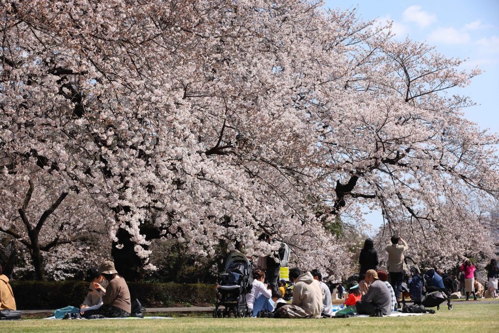 Tradizionale simbolo della primavera in Giappone, la fioritura dei ciliegi quest'anno è arrivata in anticipo. Il picco è stato infatti raggiunto a Kyoto il 26 marzo, mai così presto da quando sono iniziate le rilevazioni di questo evento, nell'812. Il precedente apice di una fioritura così in anticipo era avvenuto il 27 marzo del 1409. L'evento, che di solito attira numerosissimi turisti da ogni parte del mondo, quest'anno è stato trasmesso anche in streaming, con webcam posizionate nei luoghi più caratteristici di Tokyo come lo Shinjuku Gyoen National Garden nella foto (Stanislav Kogiku / SOPA Images / LightRocket via Getty Images)