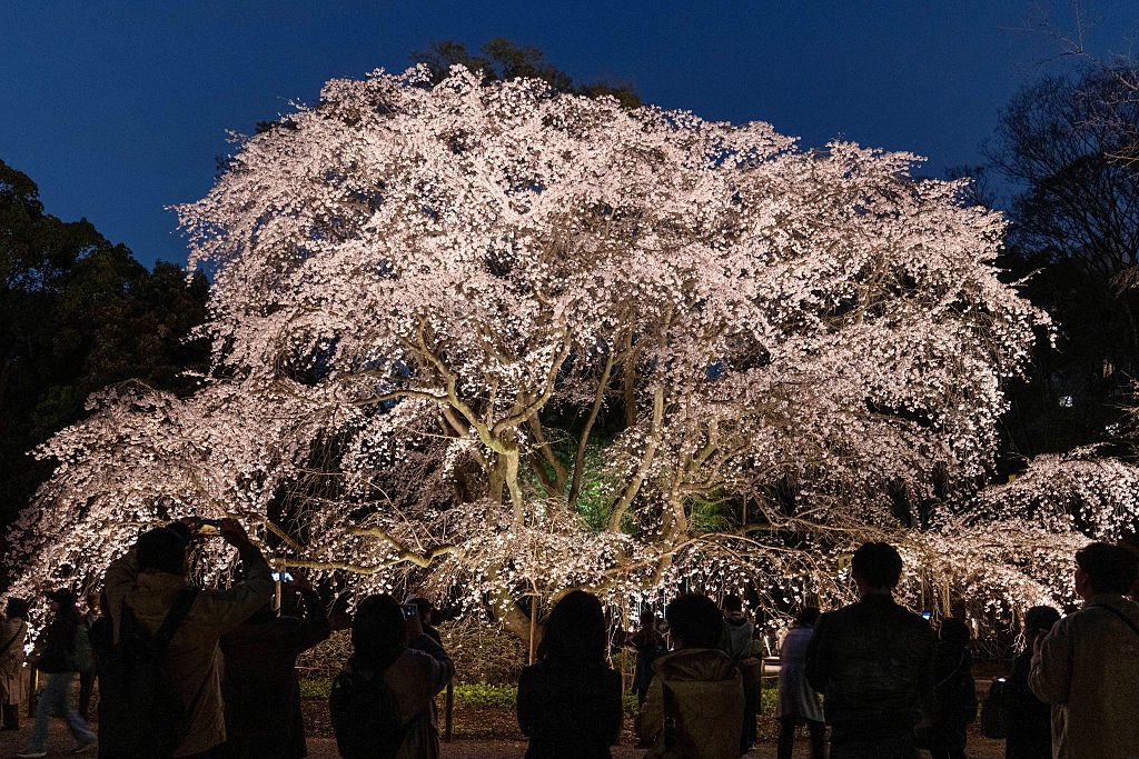 Lo spettacolo dei ciliegi